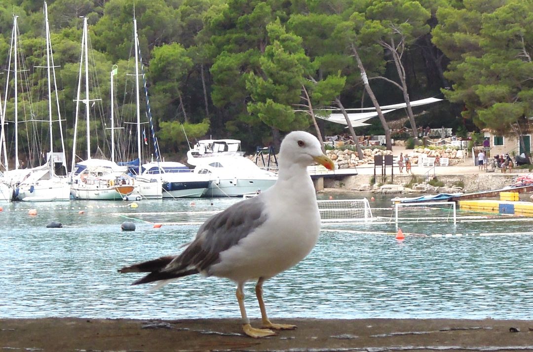 Xls - Croatia